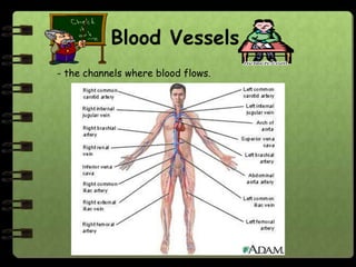 Blood Vessels
- the channels where blood flows.
 
