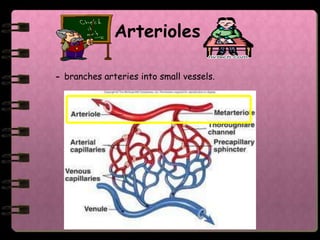Arterioles

- branches arteries into small vessels.
 