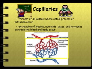 Capillaries
 - thinnest of all vessels where actual process of
diffusion occur.
 - exchanging of wastes, nutrients, gases, and hormones
between the blood and body occur .
 