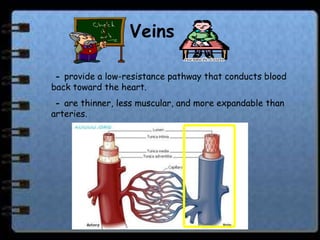 Veins

 - provide a low-resistance pathway that conducts blood
back toward the heart.
 - are thinner, less muscular, and more expandable than
arteries.
 