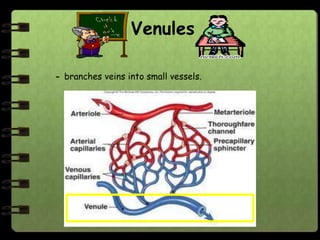 Venules

- branches veins into small vessels.
 