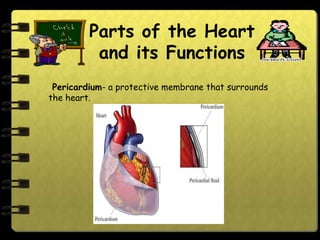 Parts of the Heart
          and its Functions
 Pericardium- a protective membrane that surrounds
the heart.
 