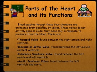 Parts of the Heart
        and its Functions
  Blood passing through these four chambers are
protected from backflow by valves. These valves do not
actively open or close; they move only in response to
pressure from the blood. These are:

 •Tricuspid Valve- found between the right atrium and right
 ventricle.
 •Bicuspid or Mitral Valve- found between the left auricle
 and left ventricle.
 •Pulmonary Semilunar Valve- found between the left
 auricle and left ventricle.
 •Aortic Semilunar Valve- found between the left
 ventricle and aorta.
 
