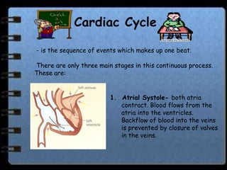 Cardiac Cycle

- is the sequence of events which makes up one beat.

There are only three main stages in this continuous process.
These are:


                         1. Atrial Systole- both atria
                            contract. Blood flows from the
                            atria into the ventricles.
                            Backflow of blood into the veins
                            is prevented by closure of valves
                            in the veins.
 