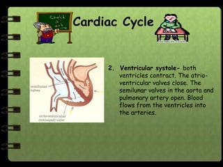 Cardiac Cycle


     2. Ventricular systole- both
        ventricles contract. The atrio-
        ventricular valves close. The
        semilunar valves in the aorta and
        pulmonary artery open. Blood
        flows from the ventricles into
        the arteries.
 