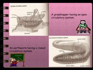 A grasshopper having an open
                               circulatory system.




An earthworm having a closed
circulatory system.
 