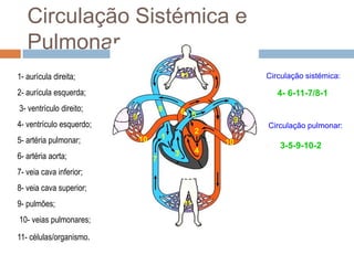 CirculatóRio Parte I I