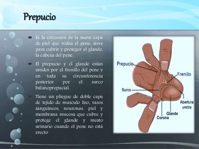 Circuncisi n Circuncisi n