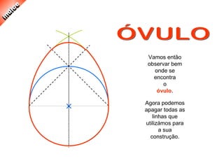 Vamos então
observar bem
onde se
encontra
o
óvulo.
Agora podemos
apagar todas as
linhas que
utilizámos para
a sua
construção.
 