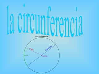 la circunferencia 