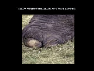 ΣΟΒΑΡΑ ΑΡΡΩΣΤΟ ΠΟΔΙ ΕΛΕΦΑΝΤΑ ΛΟΓΩ ΚΑΚΗΣ ΔΙΑΤΡΟΦΗΣ 
