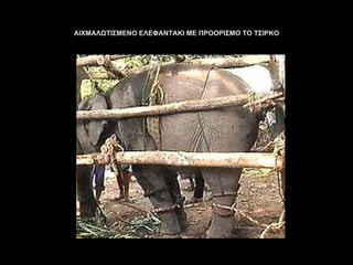 ΑΙΧΜΑΛΩΤΙΣΜΕΝΟ ΕΛΕΦΑΝΤΑΚΙ ΜΕ ΠΡΟΟΡΙΣΜΟ ΤΟ ΤΣΙΡΚΟ 