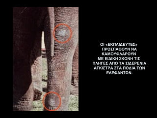 ΟΙ «ΕΚΠΑΙΔΕΥΤΕΣ»  ΠΡΟΣΠΑΘΟΥΝ ΝΑ ΚΑΜΟΥΦΛΑΡΟΥΝ  ΜΕ ΕΙΔΙΚΗ ΣΚΟΝΗ ΤΙΣ  ΠΛΗΓΕΣ ΑΠΟ ΤΑ ΣΙΔΕΡΕΝΙΑ ΑΓΚΙΣΤΡΑ ΣΤΑ ΠΟΔΙΑ ΤΩΝ ΕΛΕΦΑΝΤΩΝ. 