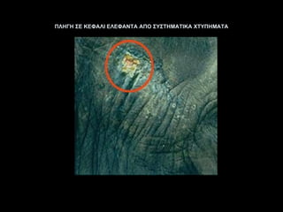 ΠΛΗΓΗ ΣΕ ΚΕΦΑΛΙ ΕΛΕΦΑΝΤΑ ΑΠΟ ΣΥΣΤΗΜΑΤΙΚΑ ΧΤΥΠΗΜΑΤΑ 