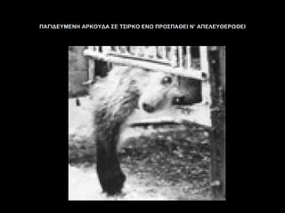 ΠΑΓΙΔΕΥΜΕΝΗ ΑΡΚΟΥΔΑ ΣΕ ΤΣΙΡΚΟ ΕΝΩ ΠΡΟΣΠΑΘΕΙ Ν’ ΑΠΕΛΕΥΘΕΡΩΘΕΙ 