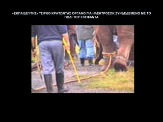 «ΕΚΠΑΙΔΕΥΤΗΣ» ΤΣΙΡΚΟ ΚΡΑΤΩΝΤΑΣ ΟΡΓΑΝΟ ΓΙΑ ΗΛΕΚΤΡΟΣΟΚ ΣΥΝΔΕΔΕΜΕΝΟ ΜΕ ΤΟ ΠΟΔΙ ΤΟΥ ΕΛΕΦΑΝΤΑ 