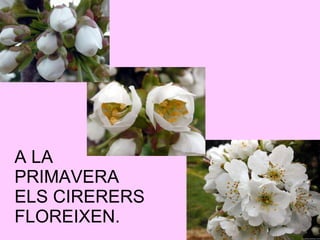 A LA PRIMAVERA ELS CIRERERS FLOREIXEN. 