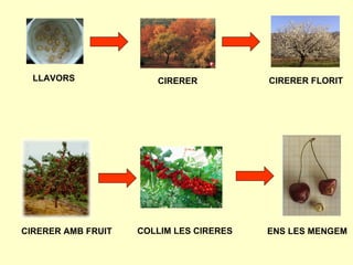 LLAVORS CIRERER CIRERER FLORIT CIRERER AMB FRUIT COLLIM LES CIRERES ENS LES MENGEM 