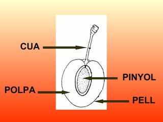 CUA PINYOL POLPA PELL 