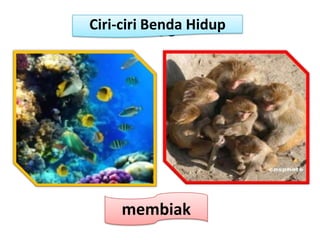Ciri-ciri Benda Hidup
          CCC




    membiak
 