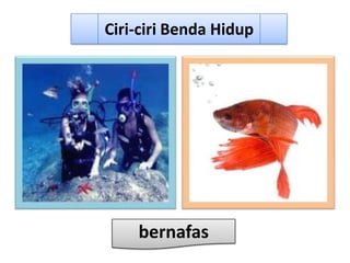 Ciri-ciri Benda Hidup




    bernafas
 