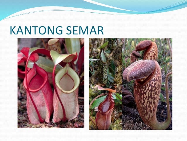 Ciri ciri khusus tumbuhan Ciri ciri khusus tumbuhan