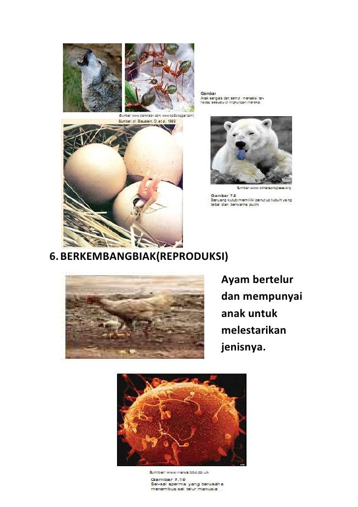 Ciri ciri makhluk hidup