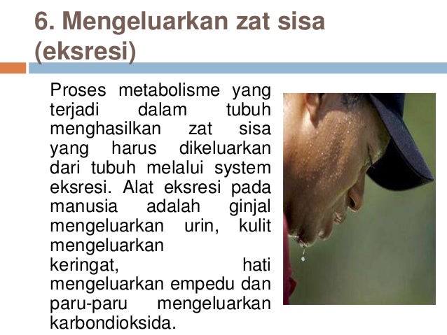 Ciri ciri makhluk hidup