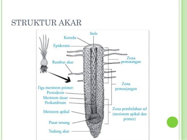 Ciri ciri tumbuhan