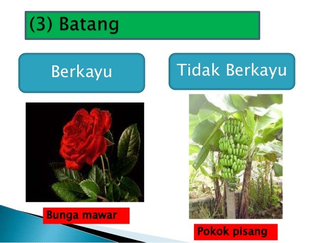 Akar Pokok Bunga Ros Tunjang Atau Serabut - 5 Cara Menanam Bunga Hias