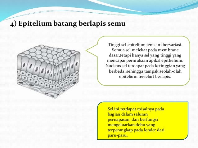 Epitelium