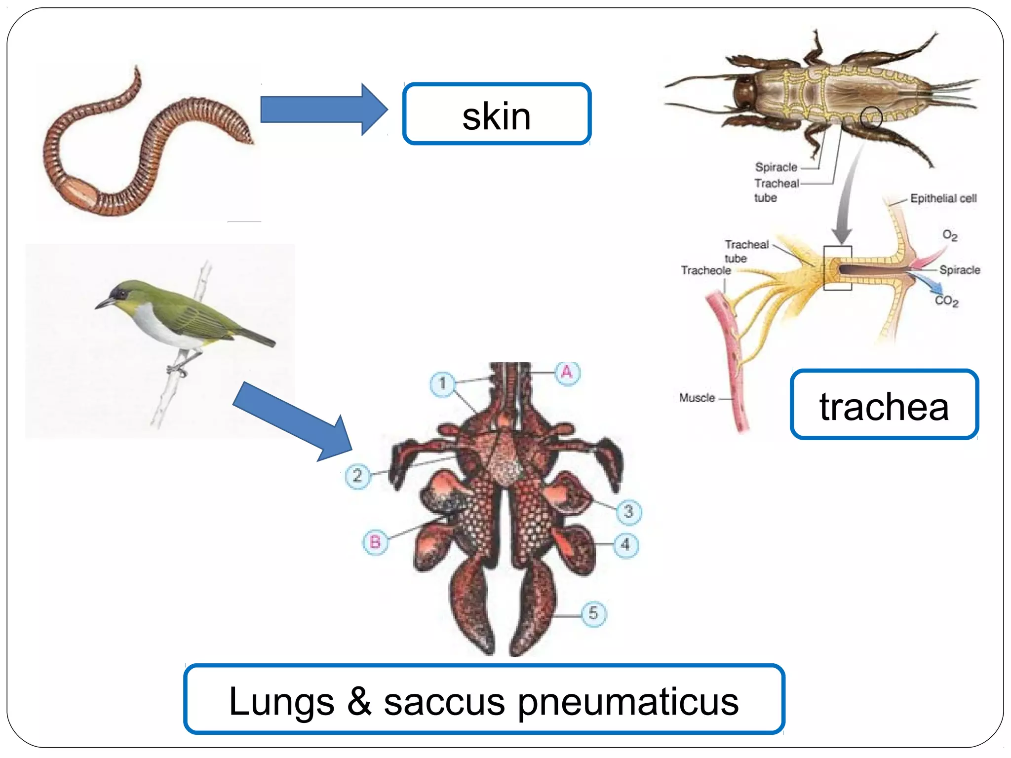 trachea
skin
Lungs & saccus pneumaticus
 