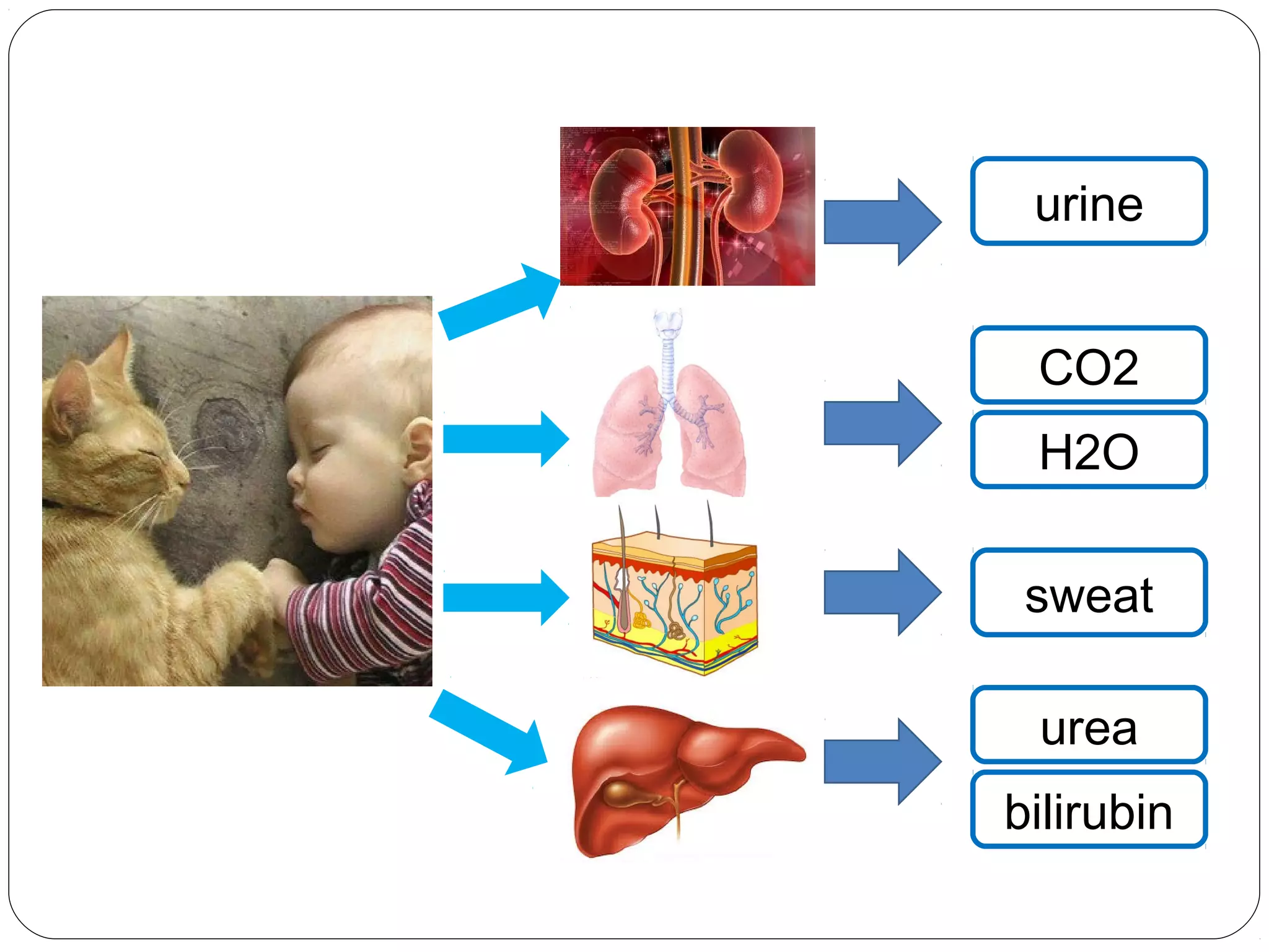 urine
CO2
H2O
sweat
urea
bilirubin
 