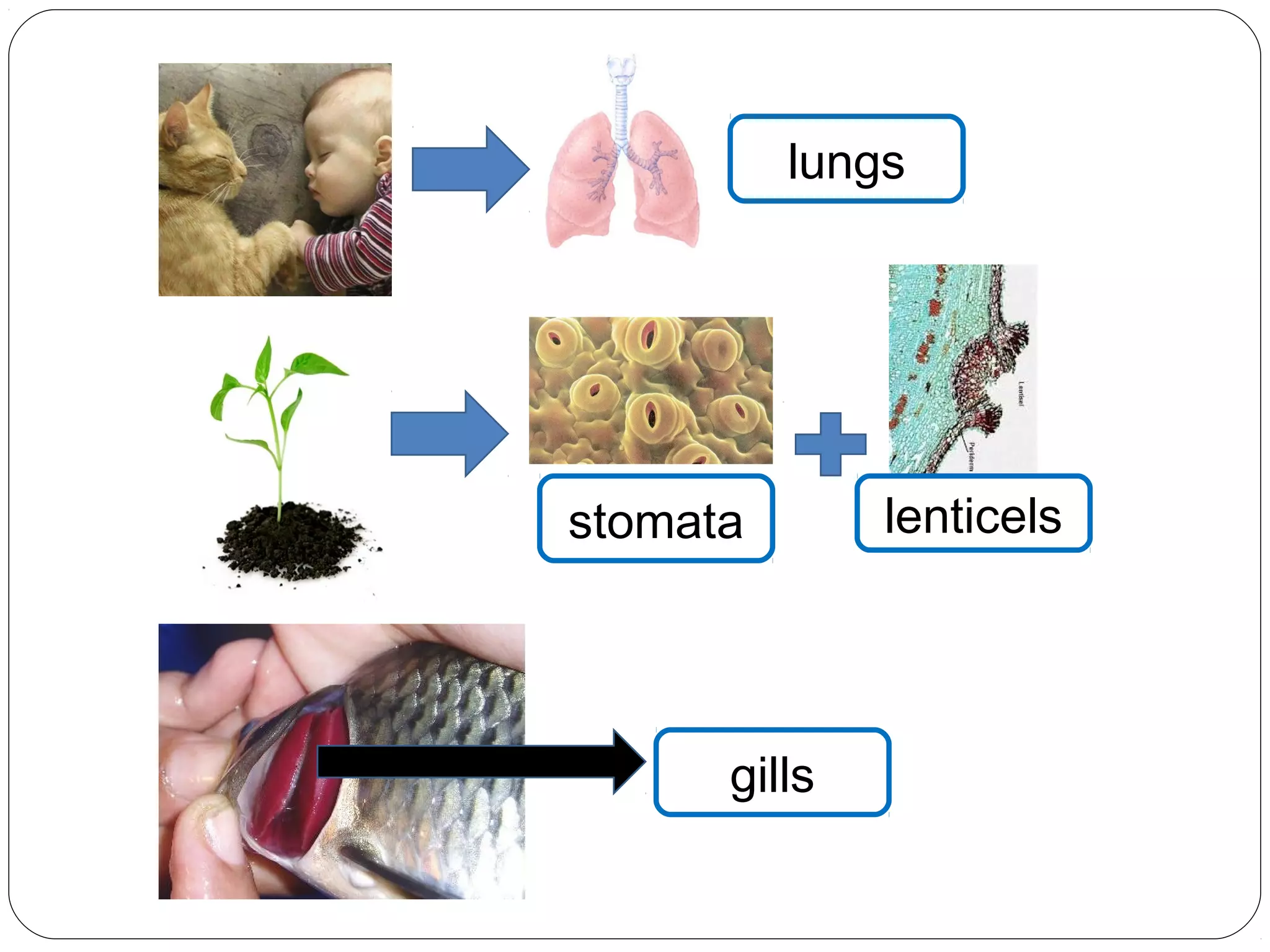 lungs
stomata lenticels
gills
 