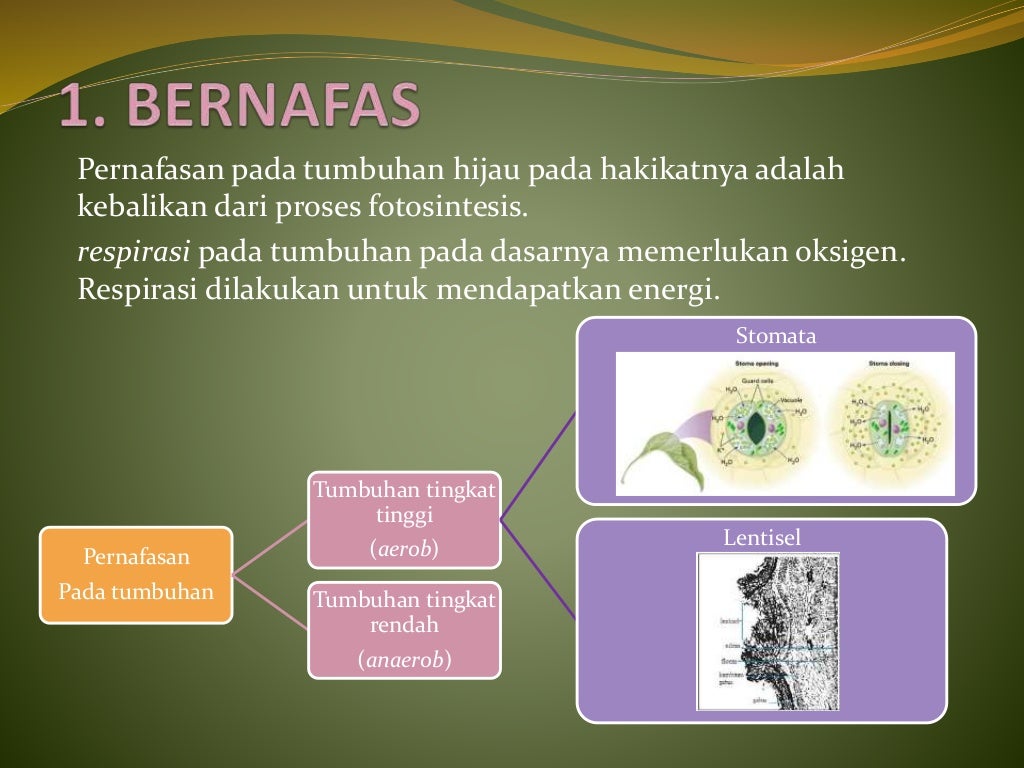 Ciri – ciri umum tumbuhan