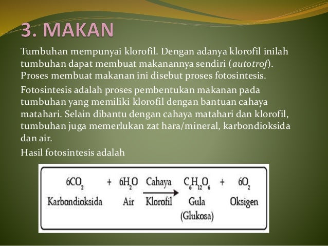Ciri - ciri umum tumbuhan