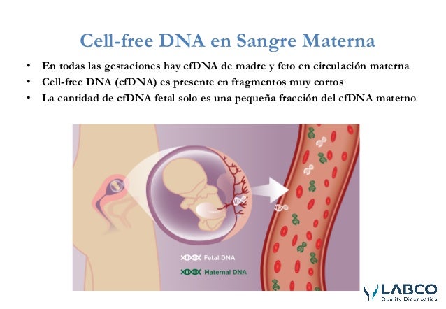 Adn Fetal Que Es 2025