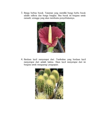 3. Bunga berbau busuk. Tanaman yang memiliki bunga berbu busuk
adalah raflesia dan bunga bangkai. Bau busuk ini berguna untuk
menarik serangga yang akan membantu penyerbukannya.
4. Berdaun kecil menyerupai duri. Tumbuhan yang berdaun kecil
menyerupai duri adalah kaktus. Daun kecil menyerupai duri ini
berguna untuk menguarngi penguapan.
 