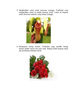 5. Menghasilkan cairan untuk mencerna serangga. Tumbuhan yang
menghasilkan cairan ini adalah kantong semar. Cairan ini berguna
untuk mencerna makanan yang berupa serangga.
6. Mempunyai batang berduri. Tumbuhan yang memiliki batang
berduri adalah mawar dan putri malu. Batang berdiri berguna untuk
alat pertahanan terhadap musuh.
 