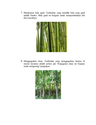 7. Mempunyai bulu gatal. Tumbuhan yang memiliki bulu yang gatal
adalah bambu. Bulu gatal ini berguna untuk mempertahankan diri
dari musuhnya.
8. Menggugurkan daun. Tumbuhan yang menggugurkan daunya di
musim kemarau adalah pohon jati. Penguguran daun ini berguna
untuk mengurangi penguapan.
 
