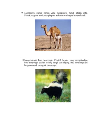 9. Mempunyai punuk hewan yang mempunyai punuk adalah unta.
Punuk berguna untuk menyimpan makanan cadangan berupa lemak.
10.Mengeluarkan bau menyengat. Contoh hewan yang mengeluarkan
bau menyengat adalah walang sangit dan sigung. Bau menyengat ini
berguna untuk mengusir musuhnya.
 