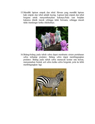 15.Memiliki lapisan empuk dan tebal. Hewan yang memiliki lapisan
kaki empuk dan tebal adalah kucing. Lapisan kaki empuk dan tebal
berguna untuk menyembunyikan kukunya.Pada saat berjalan
kukunya ditarik masuk sehingga tidak bersuara, sehingga musuh
tidak mendengar ketika didekatinya.
16.Belang-belang pada tubuh sebra dapat membantu sistem pertahanan
sebra terhadap predator. Belang sebra dapat membingungkan
predator. Belang pada tubuh sebra memecah kontur rata hewan,
menyamarkan bentuk asli sebra ketika sebra bergerak, pola itu lebih
membingungkan lagi.
 