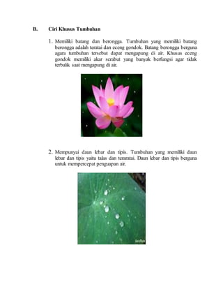 B. Ciri Khusus Tumbuhan
1. Memiliki batang dan berongga. Tumbuhan yang memiliki batang
berongga adalah teratai dan eceng gondok. Batang berongga berguna
agara tumbuhan tersebut dapat mengapung di air. Khusus eceng
gondok memiliki akar serabut yang banyak berfungsi agar tidak
terbalik saat mengapung di air.
2. Mempunyai daun lebar dan tipis. Tumbuhan yang memiliki daun
lebar dan tipis yaitu talas dan teraratai. Daun lebar dan tipis berguna
untuk mempercepat penguapan air.
 