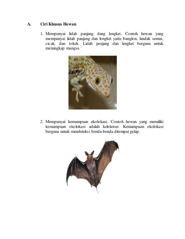 Download 980 Gambar Hewan Ekolokasi Terbaik Gratis HD