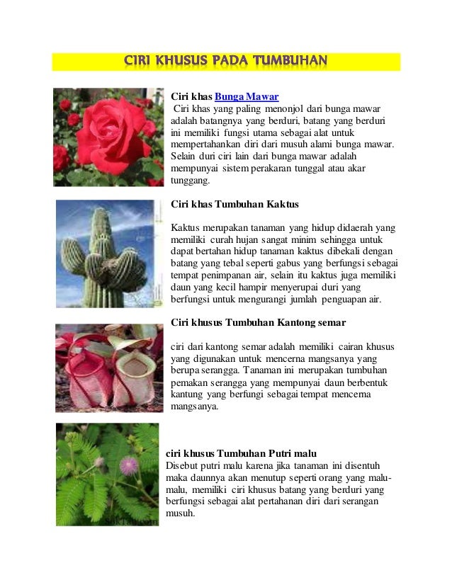 Menakjubkan 23+ Fungsi Duri Bunga Mawar Adalah - Gambar Bunga Indah