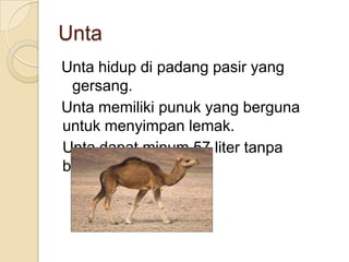 Unta
Unta hidup di padang pasir yang
 gersang.
Unta memiliki punuk yang berguna
untuk menyimpan lemak.
Unta dapat minum 57 liter tanpa
berhenti.
 