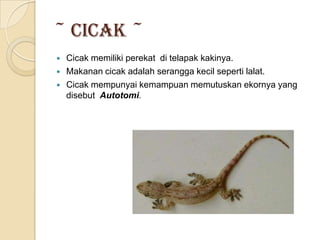 ~ Cicak ~
   Cicak memiliki perekat di telapak kakinya.
   Makanan cicak adalah serangga kecil seperti lalat.
   Cicak mempunyai kemampuan memutuskan ekornya yang
    disebut Autotomi.
 