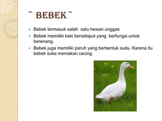 ~ Bebek~
   Bebek termasuk salah satu hewan unggas
   Bebek memiliki kaki berselaput yang berfungsi untuk
    berenang.
   Bebek juga memiliki paruh yang berbentuk sudu. Karena itu
    bebek suka memakan cacing.
 