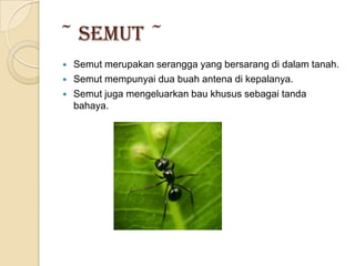 ~ Semut ~
   Semut merupakan serangga yang bersarang di dalam tanah.
   Semut mempunyai dua buah antena di kepalanya.
   Semut juga mengeluarkan bau khusus sebagai tanda
    bahaya.
 