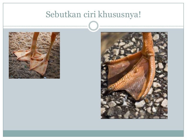 Ciri khusus makhluk hidup